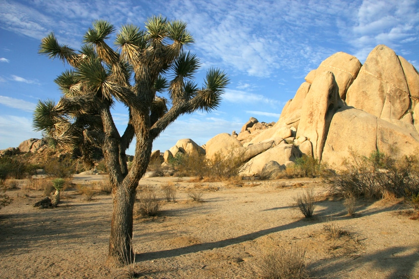 day trip from Los Angeles: Joshua Tree National Park