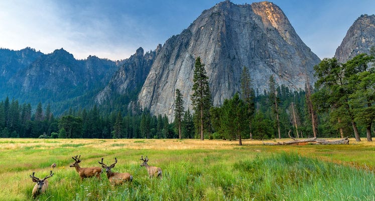 Yosemite National Park with deer and Half Dome in the distance