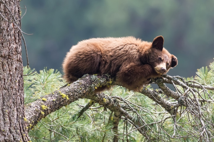 Sleeping Black Bear Cub in Tree - Sequoia National Park