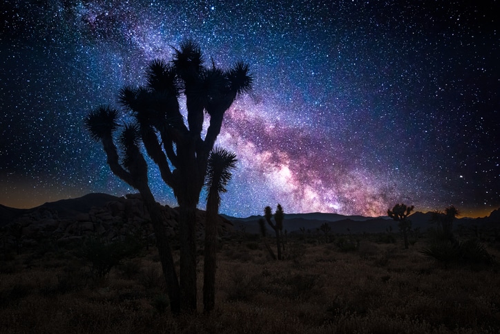 Joshua tree park under a starry night, in Mojave Desert, California