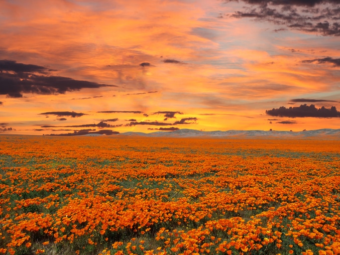 California poppy field with sunrise sky in lancaster ca, charter bus rental lancaster